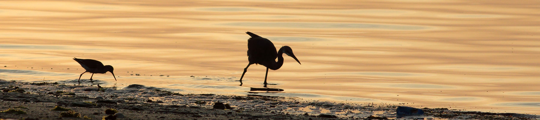 birdwatcher.cz