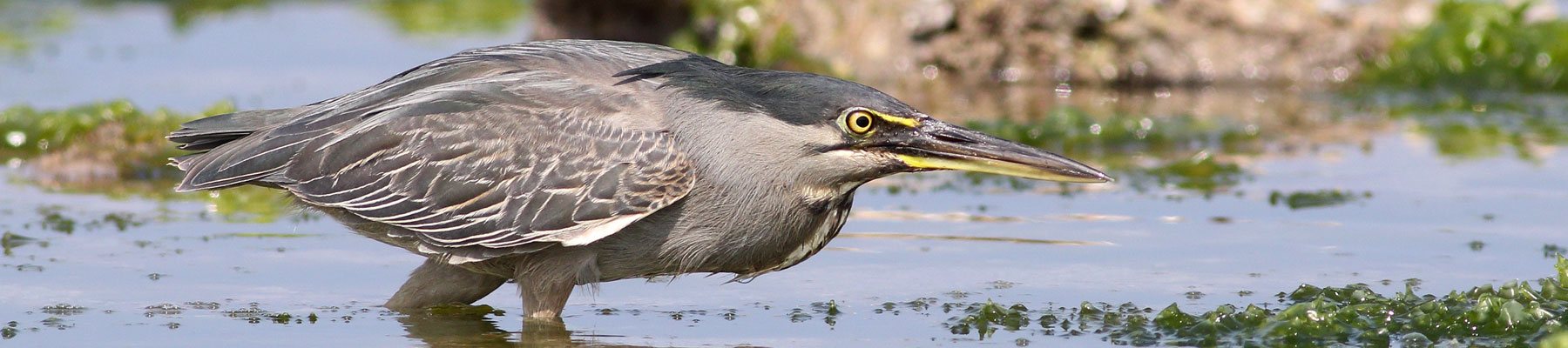 birdwatcher.cz