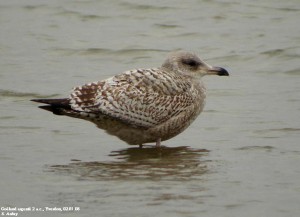 1. Racek stříbřitý (Larus argentatus), šat 1. roku