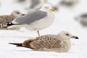 2. Racek bělohlavý (Larus cachinnans), šat 1. roku