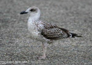 3. Racek středomořský (Larus michahellis), juv. šat.
