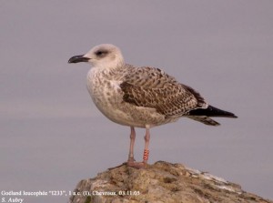 4. Racek středomořský (Larus michahellis), šat 1. roku.
