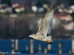 5. Racek stříbřitý (Larus argentatus), šat 1. roku.