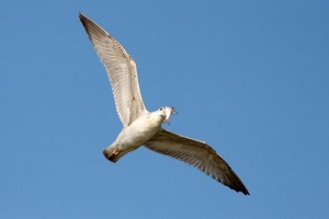 6. Racek bělohlavý (Larus cachinnans), šat 1. roku.