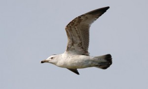 7. Racek středomořský (Larus michahellis), šat 1.-2. roku.