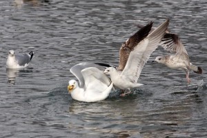 8. Racek bělohlavý (Larus cachinnans), šat 1. roku.