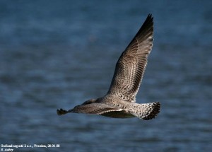 9. Racek stříbřitý (Larus argentatus), šat 1. roku.