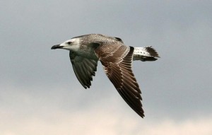 10. Racek bělohlavý (Larus cachinnans), šat 1. roku.