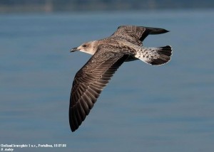 11. Racek středomořský (Larus michahellis), šat 1. roku.