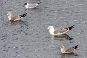 14. Racek bělohlavý (Larus cachinnans), šat 2. roku.