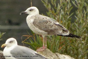 15. Racek středomořský (Larus michahellis), šat 2. roku.