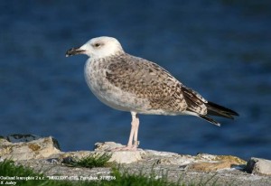 16. Racek středomořský (Larus michahellis), šat 2. roku.