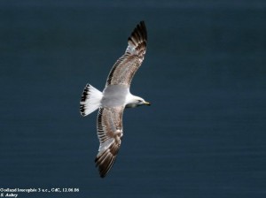 17. Racek středomořský (Larus michahellis), pokročilý šat 2. roku.