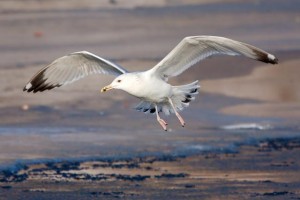 18. Racek bělohlavý (Larus cachinnans), šat 3. roku.