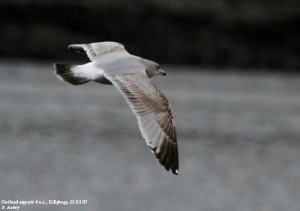19. Racek stříbřitý (Larus argentatus), šat 3. roku.