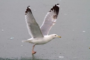 20. Racek bělohlavý (Larus cachinnans), šat 3. roku.