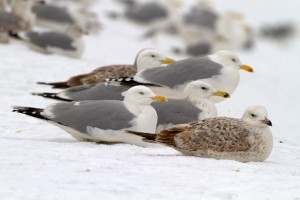 21. Racek stříbřitý (Larus argentatus) v popředí a racek bělohlavý (Larus cachinnans) za ním, adultní šat