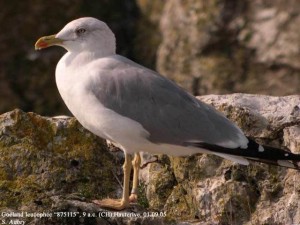 23. Racek středomořský (Larus michahellis), adultní šat.