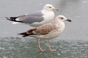 24. Racek bělohlavý (Larus cachinnans), šat 1. roku a adultní.