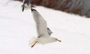 25. Racek stříbřitý (Larus argentatus), adultní šat.