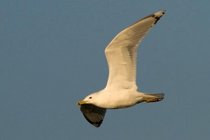 26. Racek bělohlavý (Larus cachinnans), adultní šat.