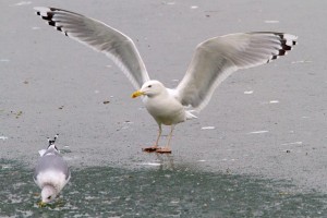 27. Racek bělohlavý (Larus cachinnans), adultní šat.