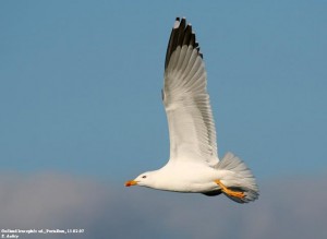 28. Racek středomořský (Larus michahellis), adultní šat.