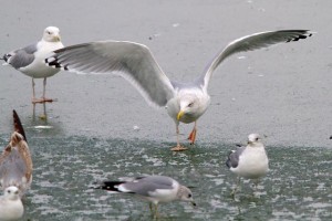 29. Racek stříbřitý (Larus argentatus), adultní šat.