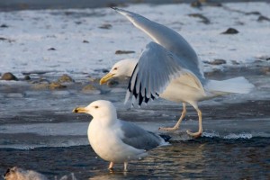 30. Racek bělohlavý (Larus cachinnans), adultní šat.