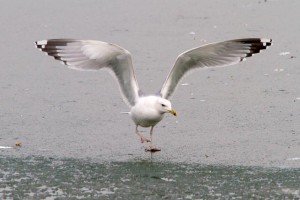 31. Racek bělohlavý (Larus cachinnans), adultní šat.