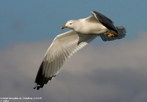 32. Racek středomořský (Larus michahellis), adultní šat.