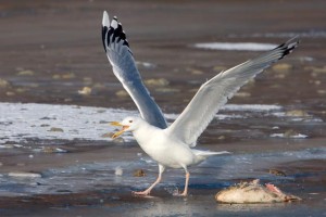 33. Racek bělohlavý (Larus cachinnans), adultní šat.