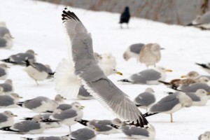 34. Racek bělohlavý (Larus cachinnans), adultní šat.