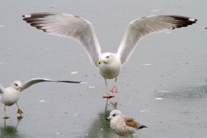 35. Racek bělohlavý (Larus cachinnans), šat 4. roku.