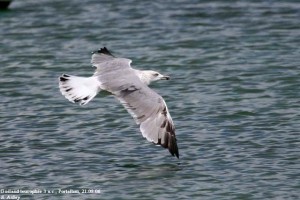 36. Racek středomořský (Larus michahellis), šat 2./3. roku (pelichající pták).