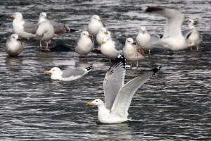 38. Racek bělohlavý (Larus cachinnans), šat 4. roku.