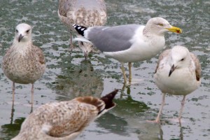 39. Racek stříbřitý (Larus argentatus), adultní šat.