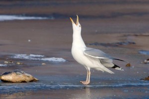 40. Racek bělohlavý (Larus cachinnans), adultní šat.