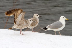 41. Racek bělohlavý (Larus cachinnans), šat 1. a 3. roku.