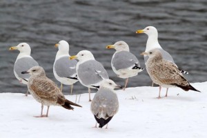 42. Racek stříbřitý Larus argentatus (adultní) mezi racky bělohlavými Larus cachinnans.