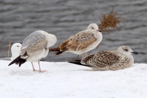 43. Racek mořský (Larus marinus), šat 1. roku.