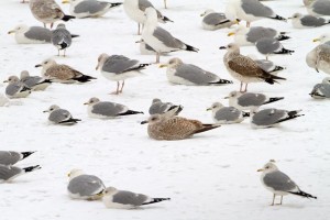 44. Tři racci stříbřití Larus argentatus v hejnu racků bělohlavých Larus cachinnans a racků bouřních Larus canus.