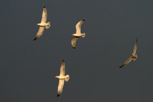 46. Racek bělohlavý (Larus cachinnans), adultní šat.
